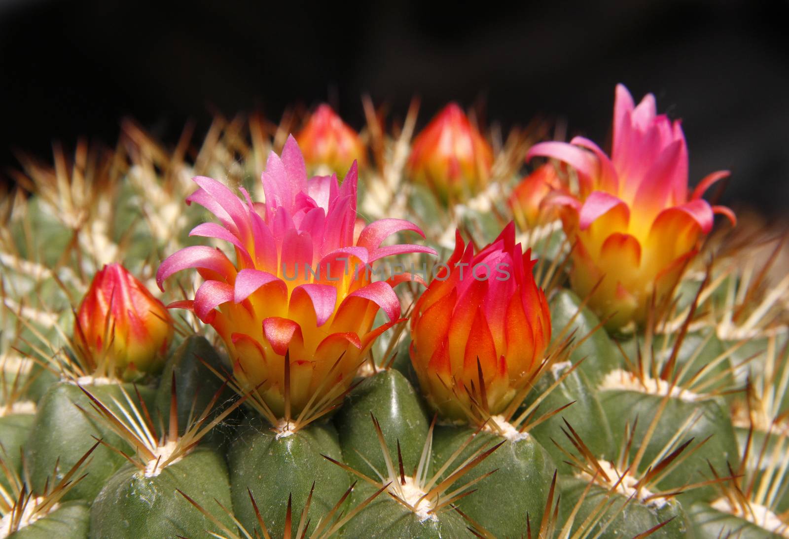 Close-up of a cactus flower in the desert.