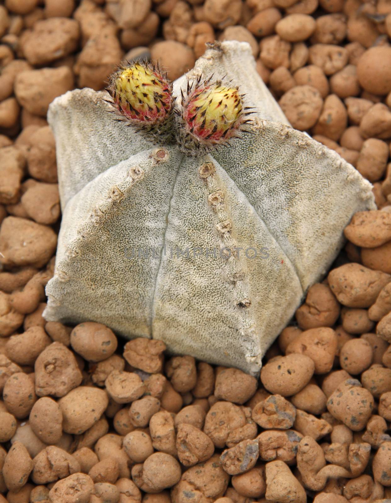 Close-up of a cactus flower in the desert.