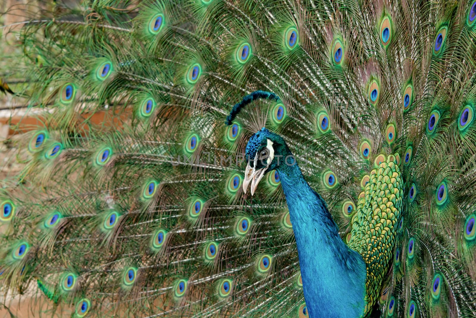 Peacock to spread his tail, showing its feathers. Close up portrait of peacock 