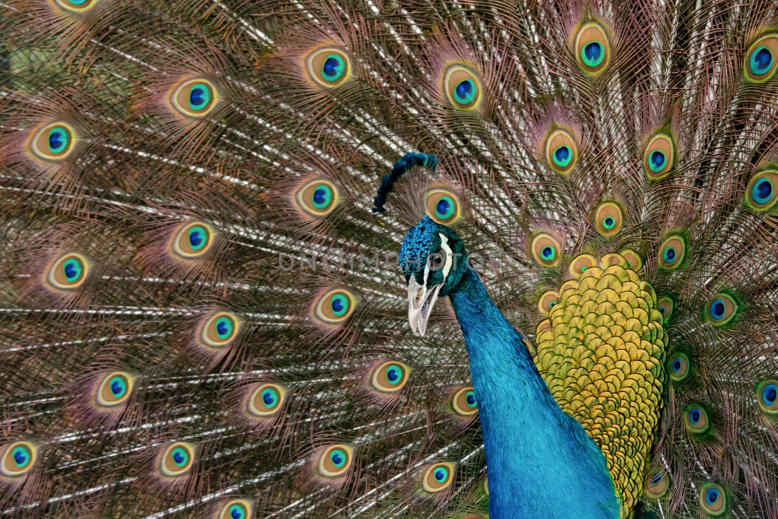 Peacock to spread his tail, showing its feathers. Close up portrait of peacock 