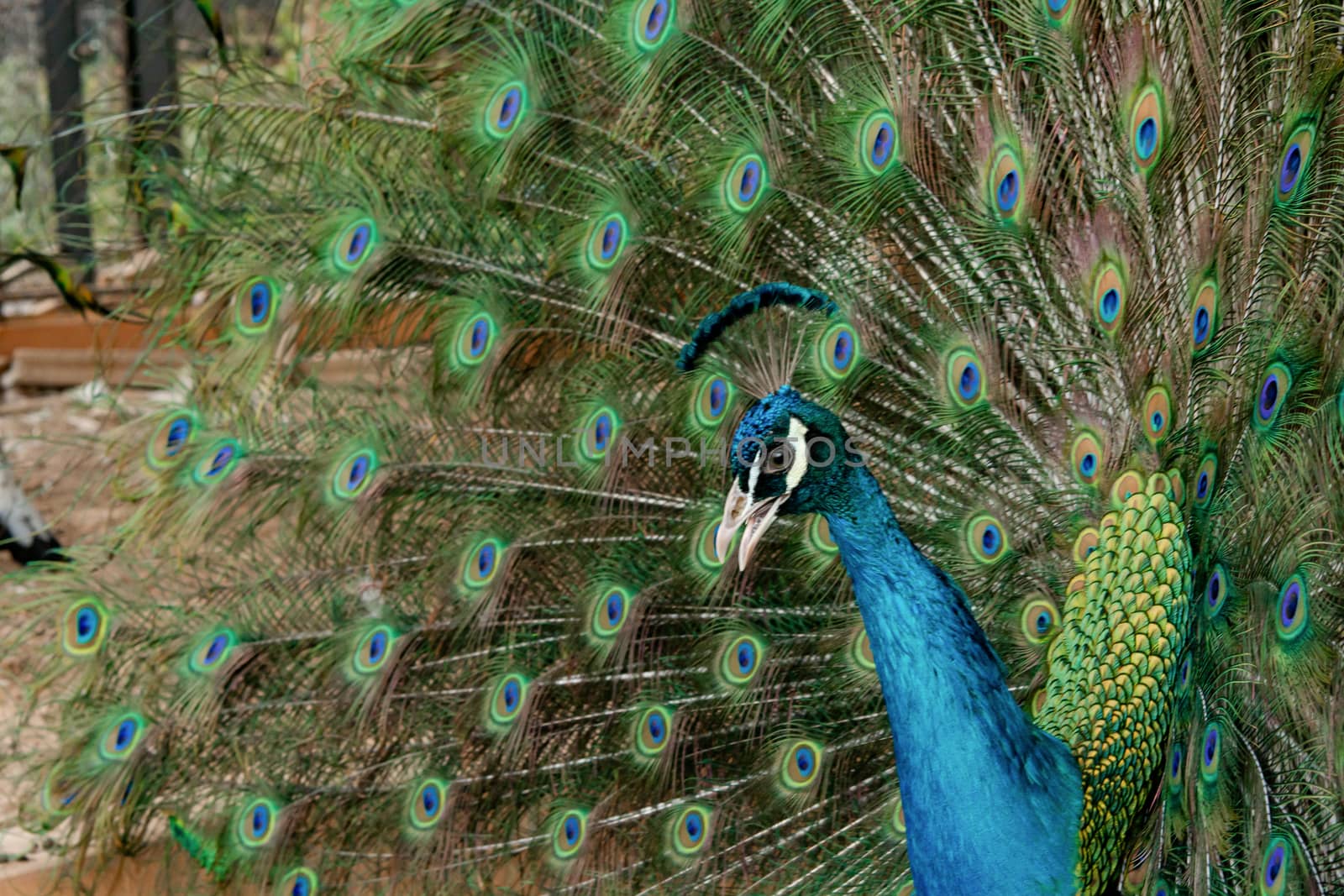 Peacock to spread his tail, showing its feathers. Close up portrait of peacock 