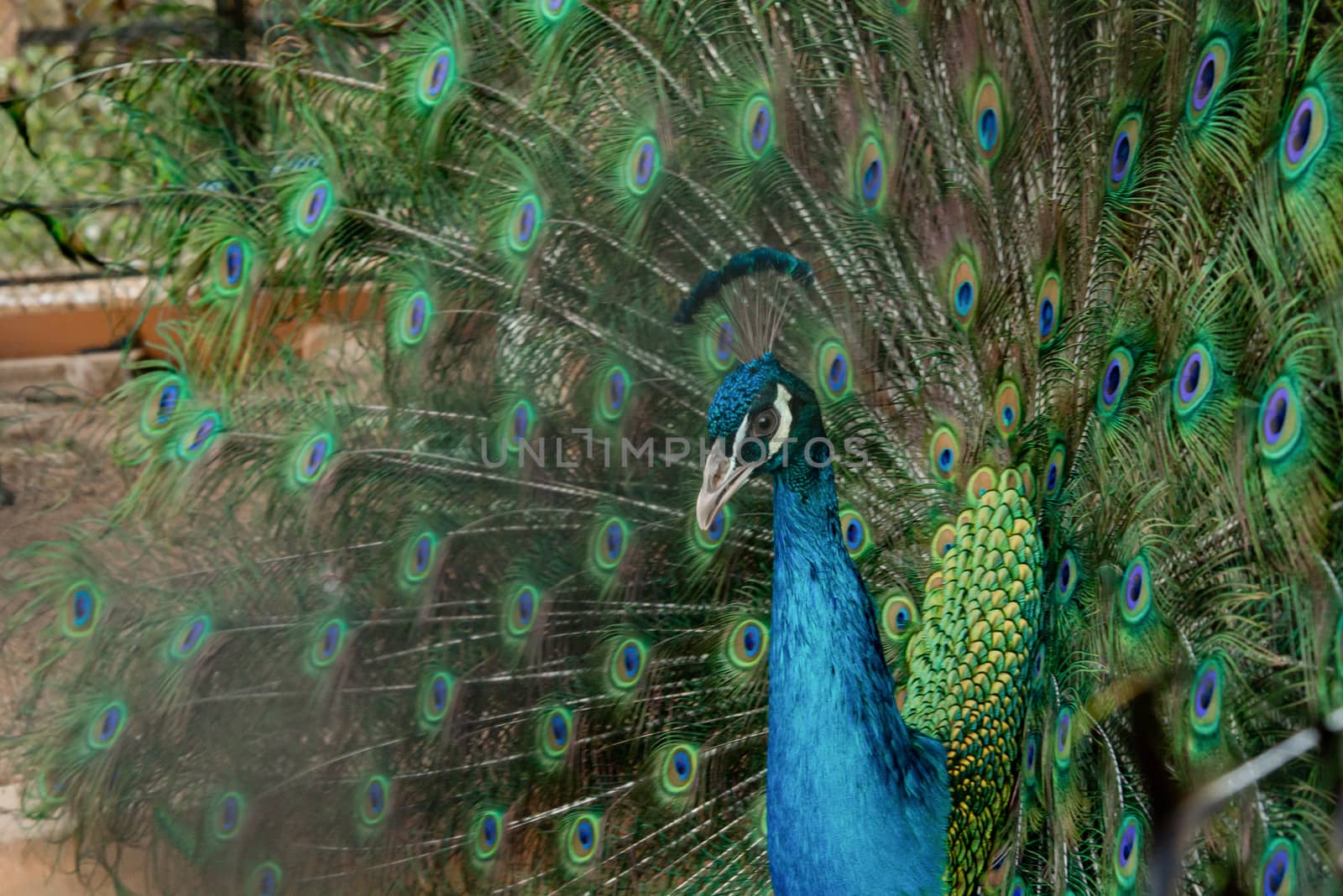Peacock to spread his tail, showing its feathers. Close up portrait of peacock 