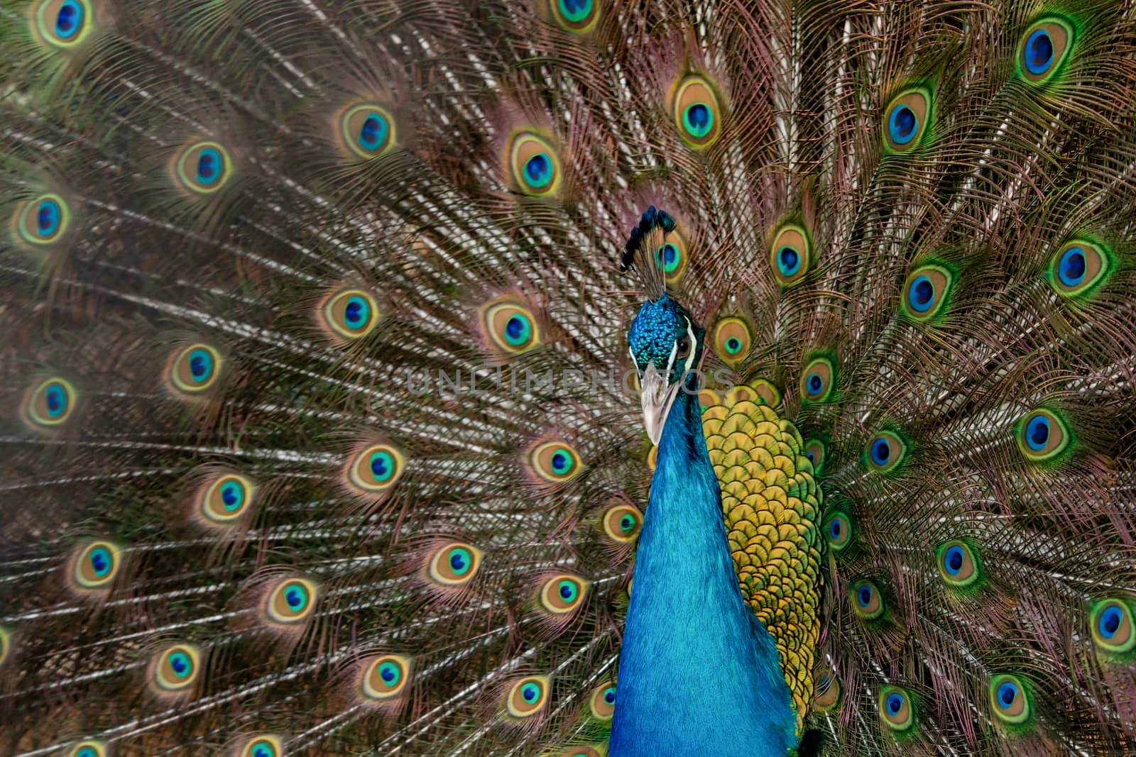 Peacock to spread his tail, showing its feathers. Close up portrait of peacock 
