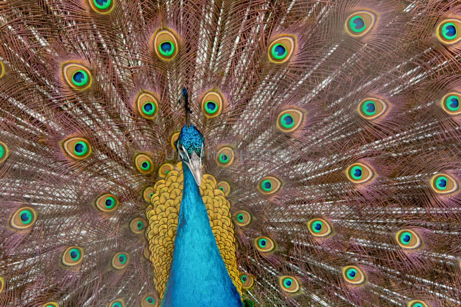 Peacock to spread his tail, showing its feathers. Close up portrait of peacock 