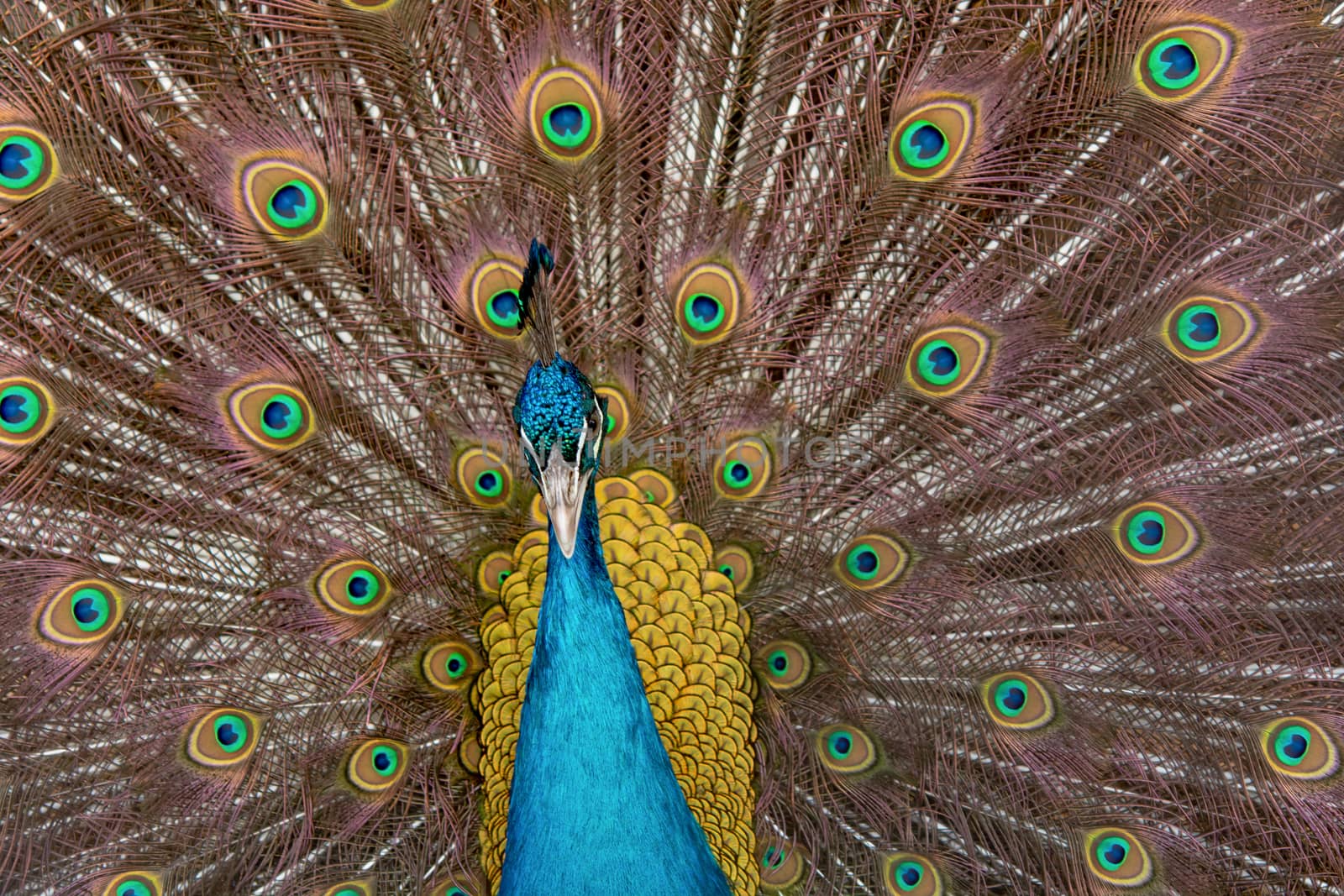 Peacock to spread his tail, showing its feathers. Close up portrait of peacock 