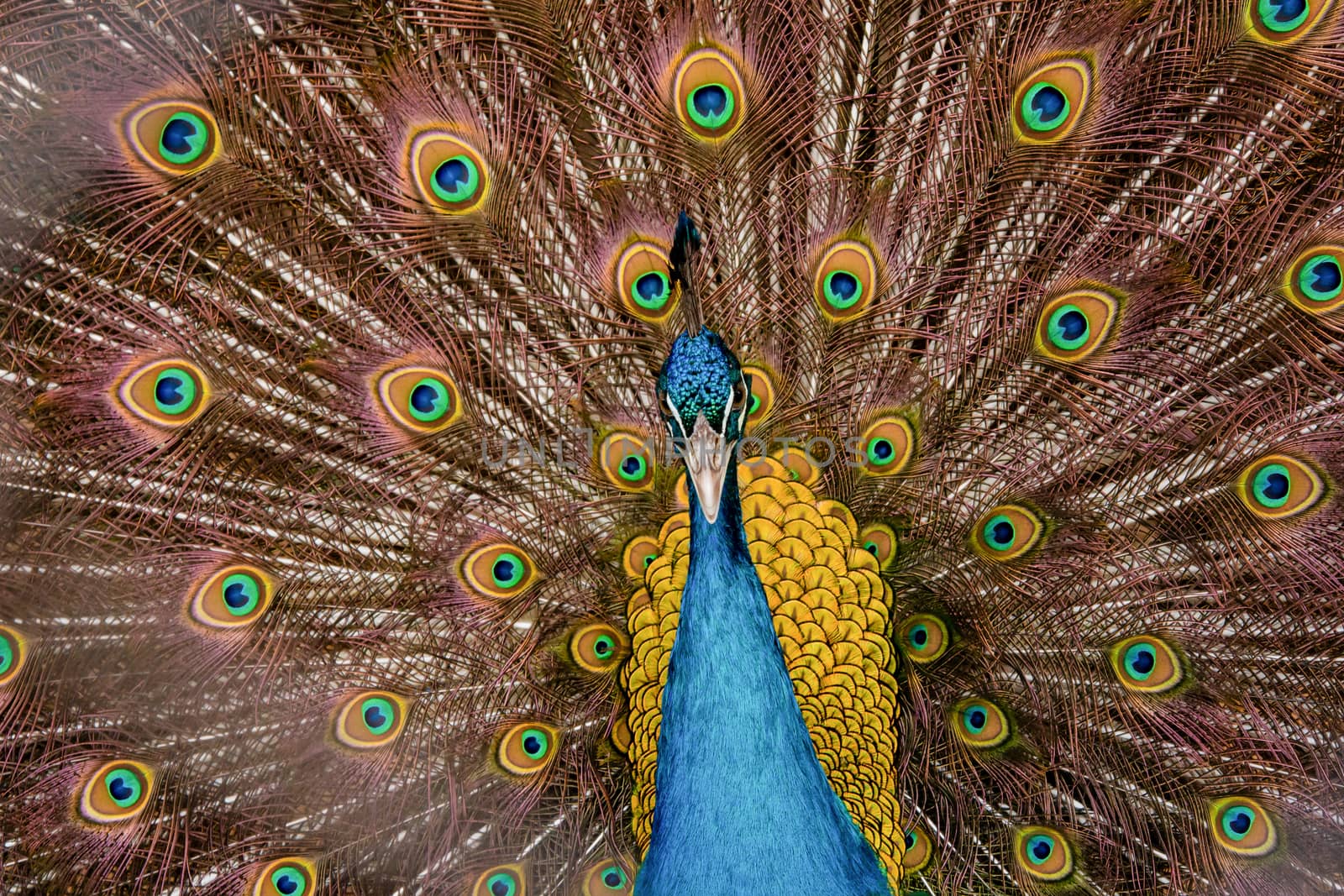 Peacock to spread his tail, showing its feathers. Close up portrait of peacock 