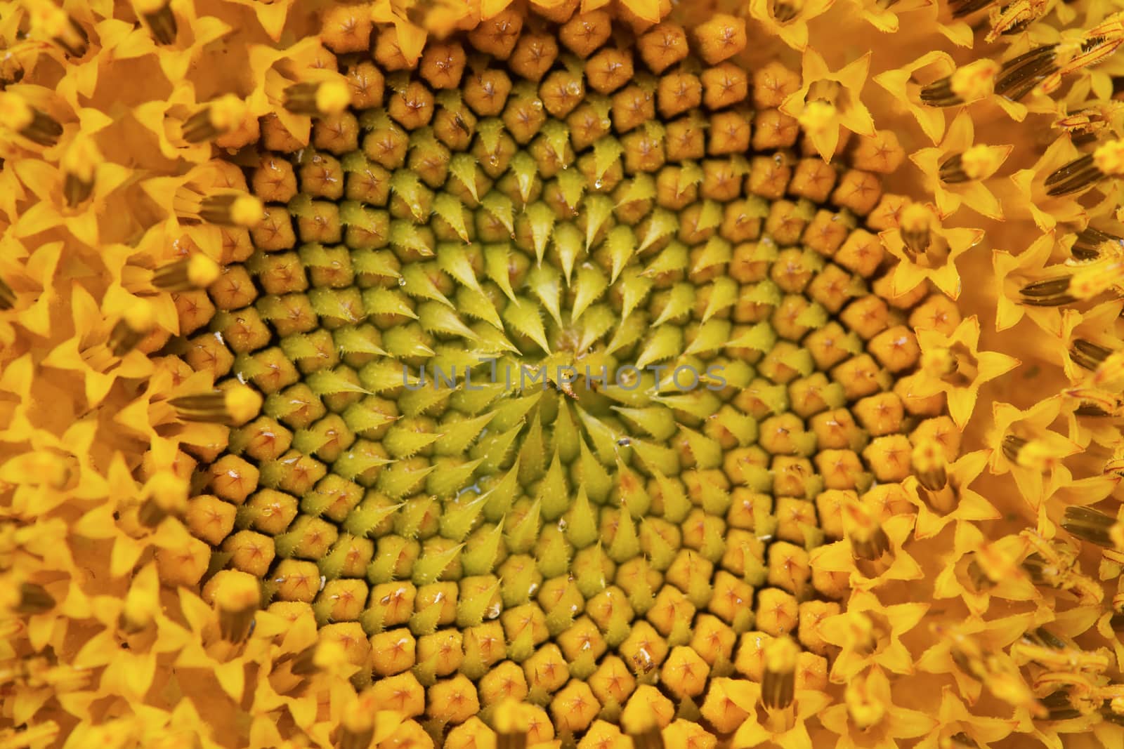 close up of a sunflower background