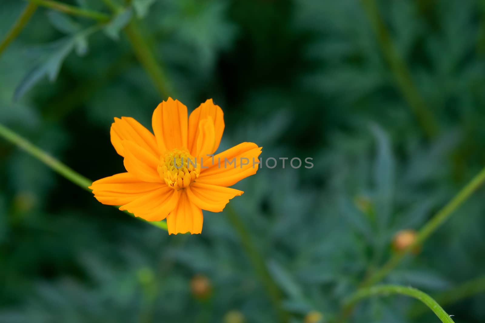 close up of summer sulfur Cosmos flower, Orange Cosmos flower