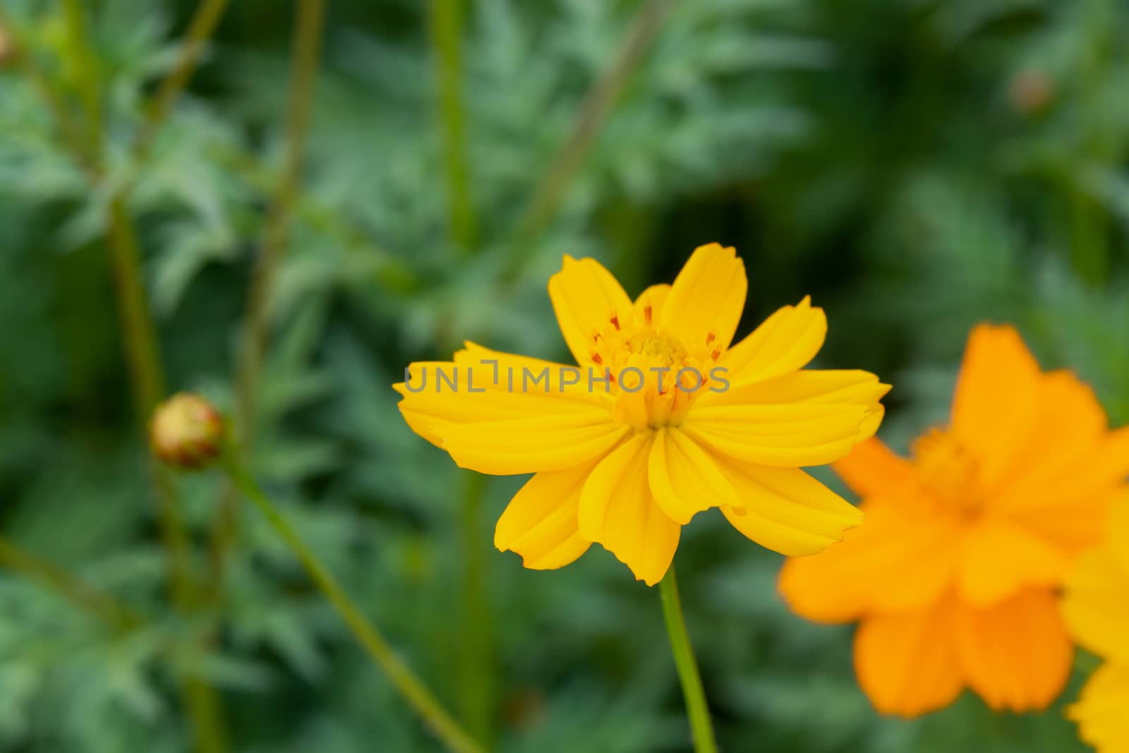 close up of summer sulfur Cosmos flower, yellow Cosmos flower by sunnygb5