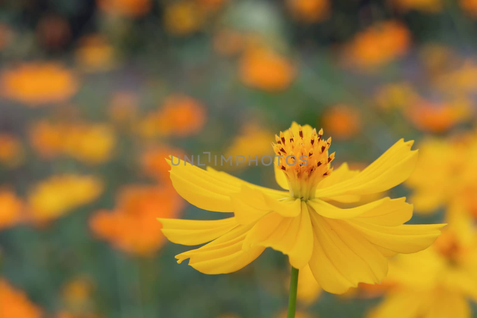 close up of summer sulfur Cosmos flower, yellow Cosmos flower
