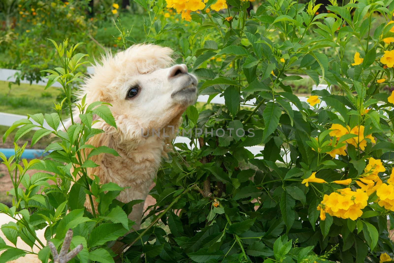 White alpaca is enjoying eating a leaf