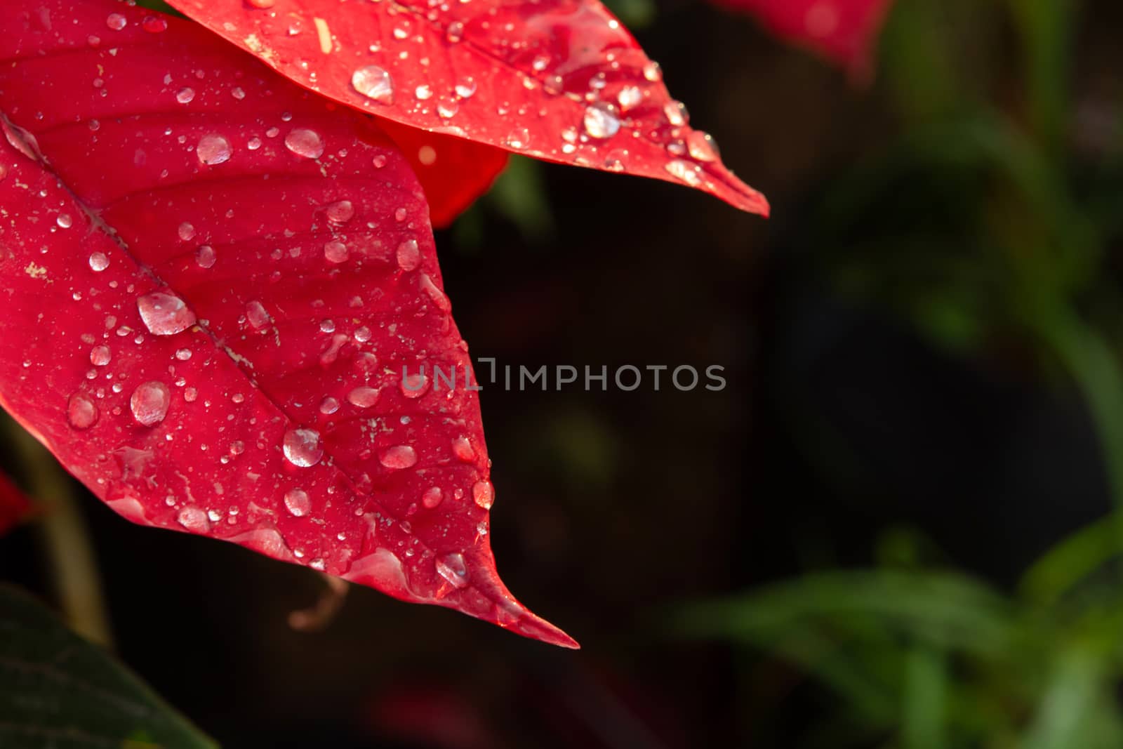 Red Poinsettia Flower, Euphorbia pulcherrima with dew drops