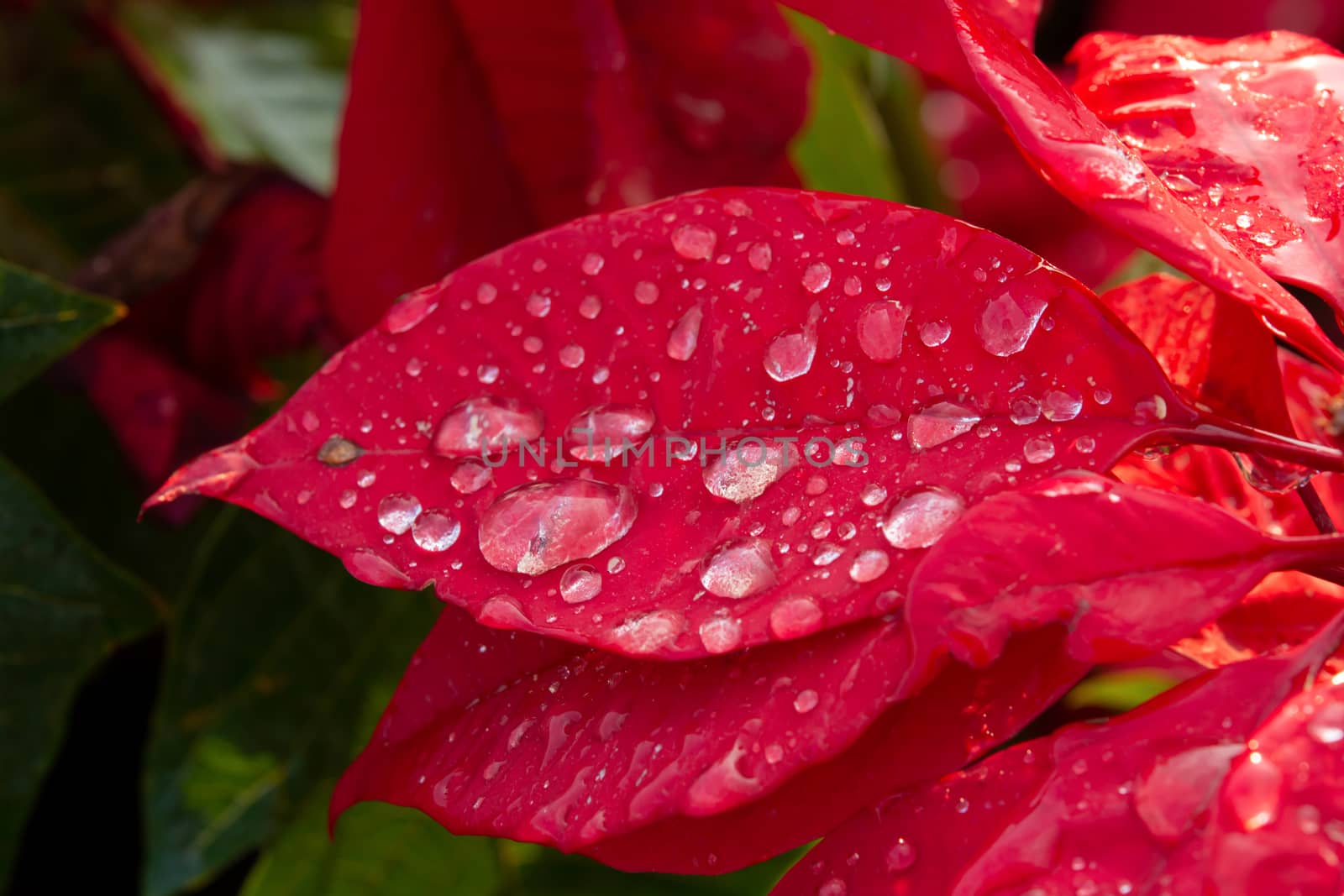 Red Poinsettia Flower, Euphorbia pulcherrima with dew drops