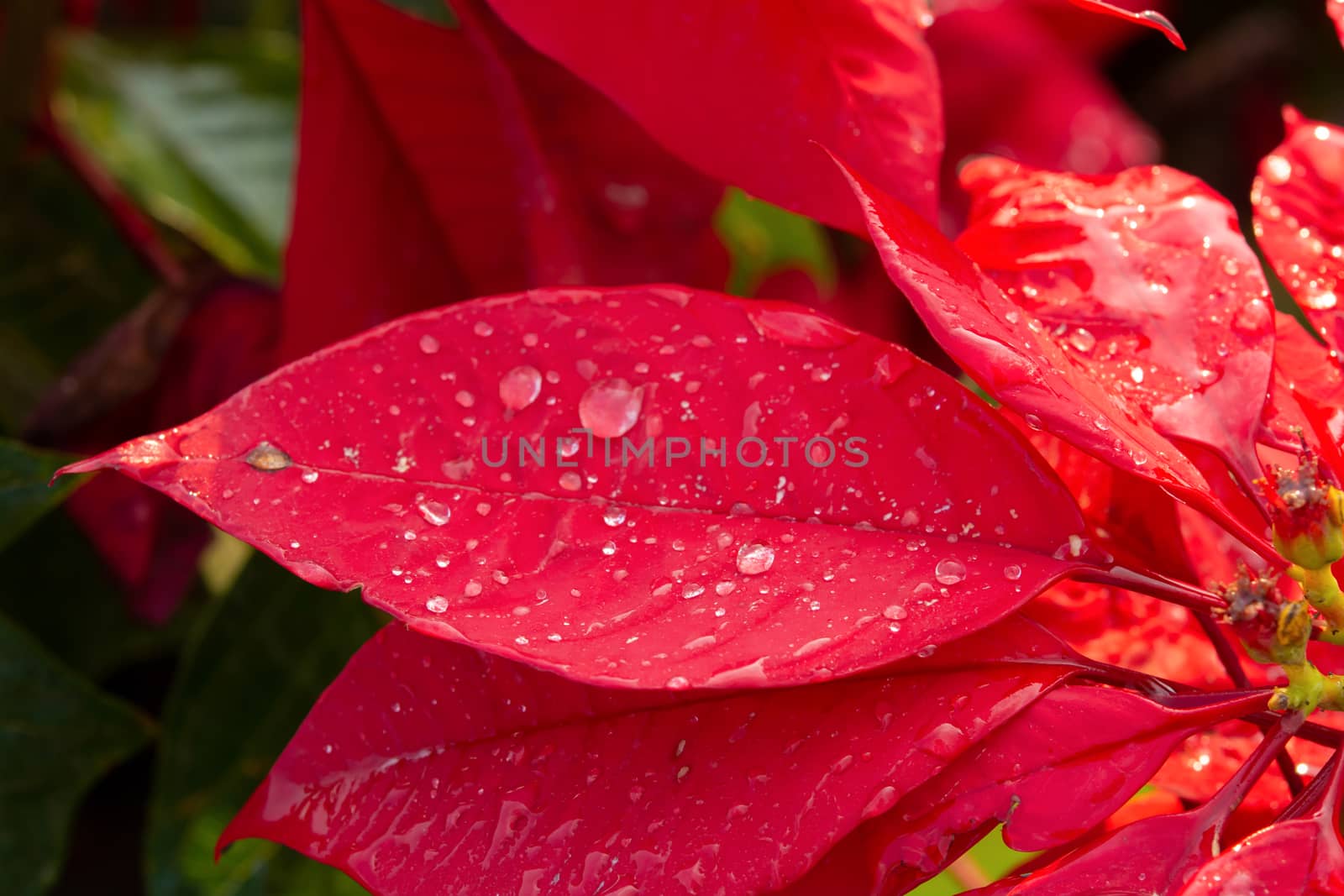 Red Poinsettia Flower, Euphorbia pulcherrima with dew drops