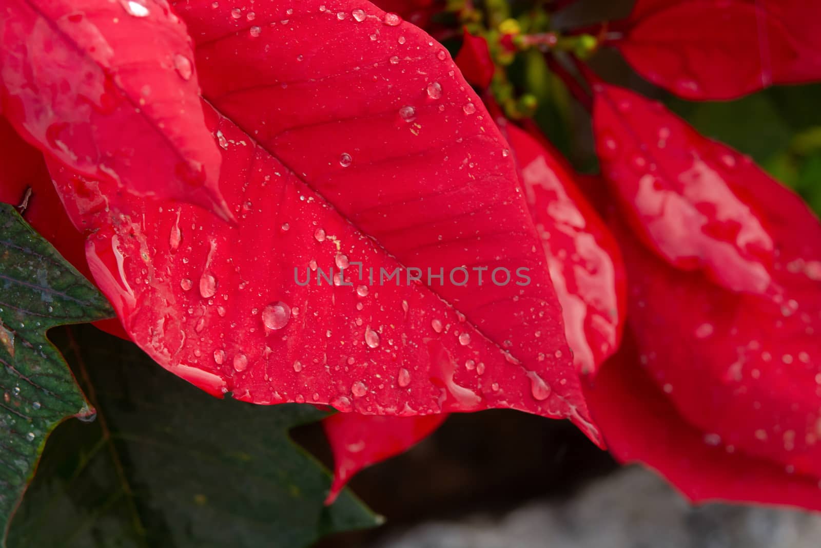 Red Poinsettia Flower, Euphorbia pulcherrima with dew drops