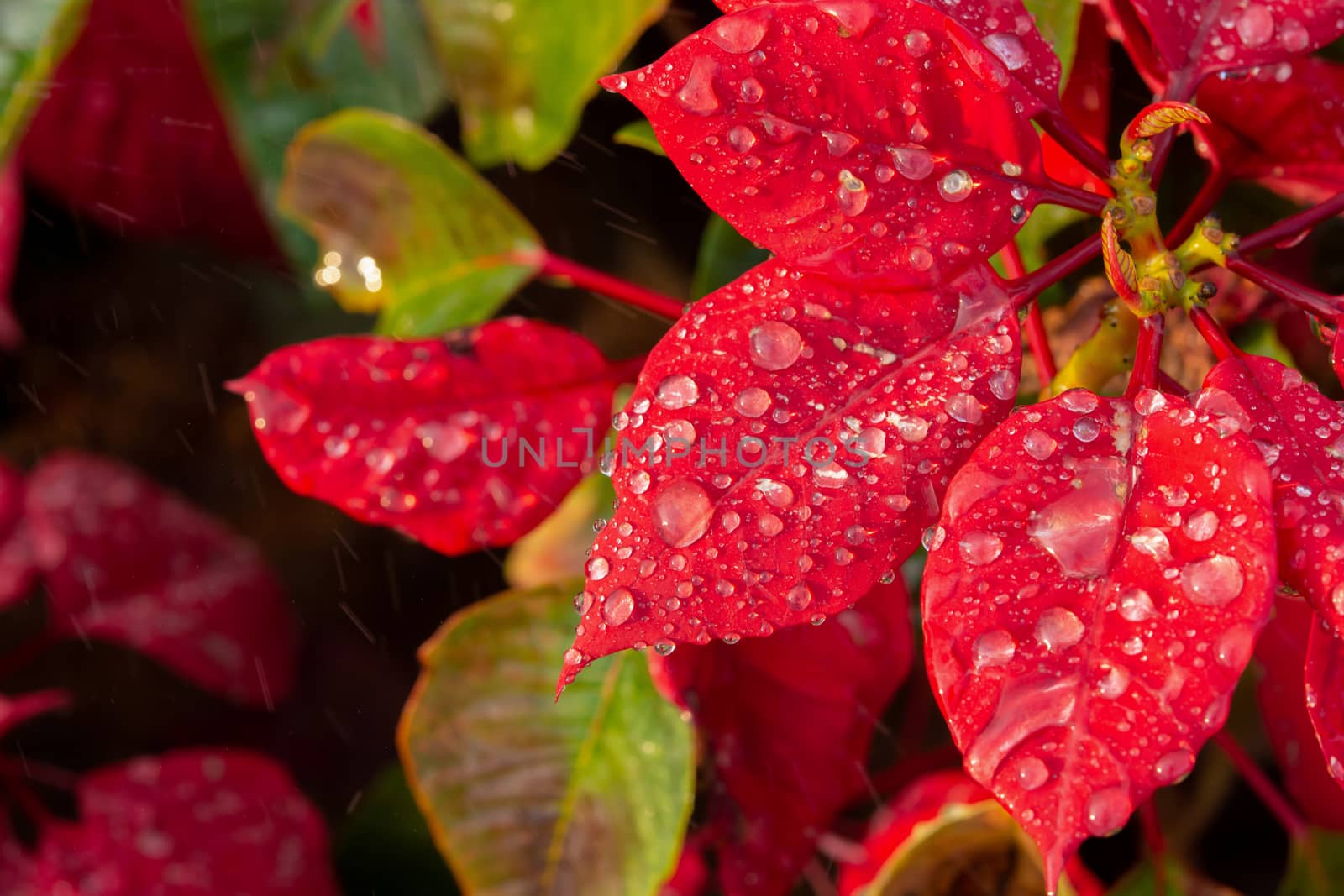Red Poinsettia Flower, Euphorbia pulcherrima with dew drops