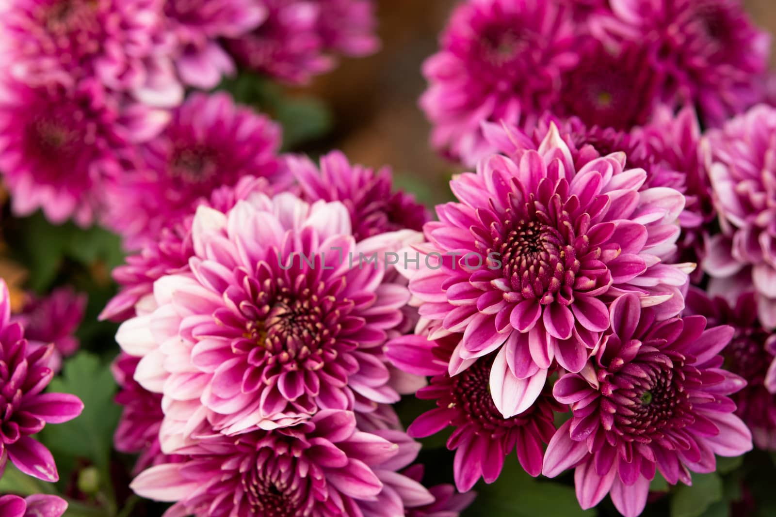 close up pink autumnal chrysanthemum background