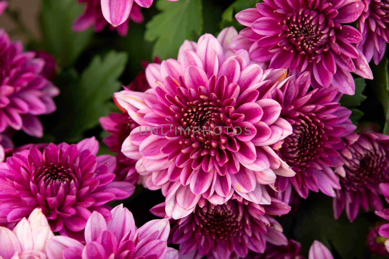 close up pink autumnal chrysanthemum background