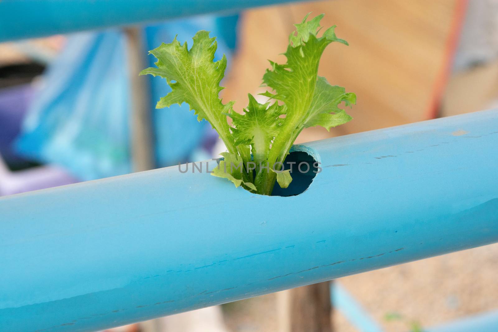 Hydroponic vegetables growing in Pvc pipe
