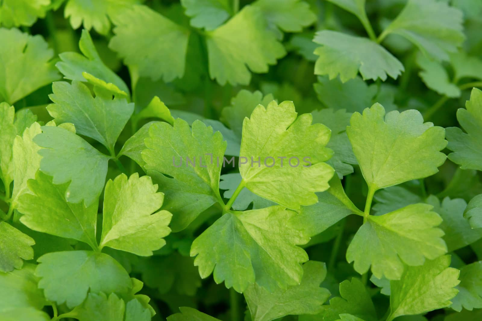 Health benefits of coriander. Coriander is loaded with antioxidants
