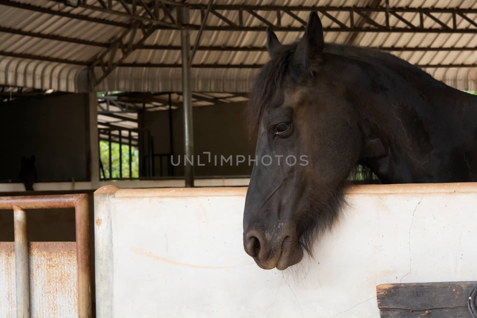 Head portrait of black horse in stable