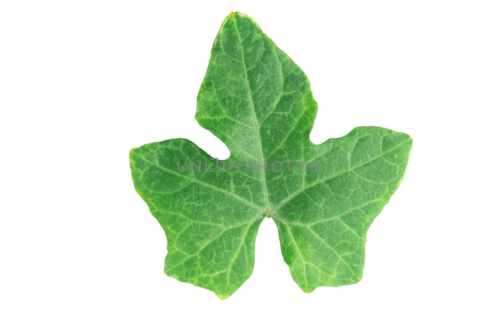 Ivy gourd leaves on white background with clipping path
