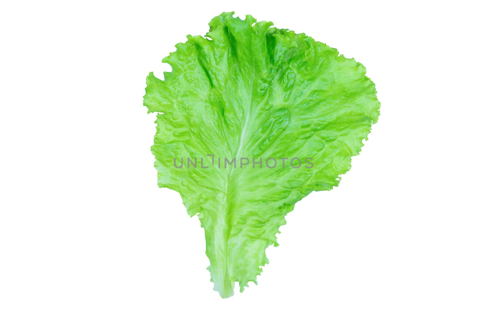 Salad leaf. Lettuce isolated on white background with clipping p by sunnygb5