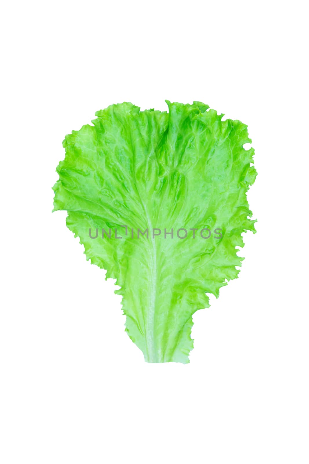 Salad leaf. Lettuce isolated on white background with clipping p by sunnygb5