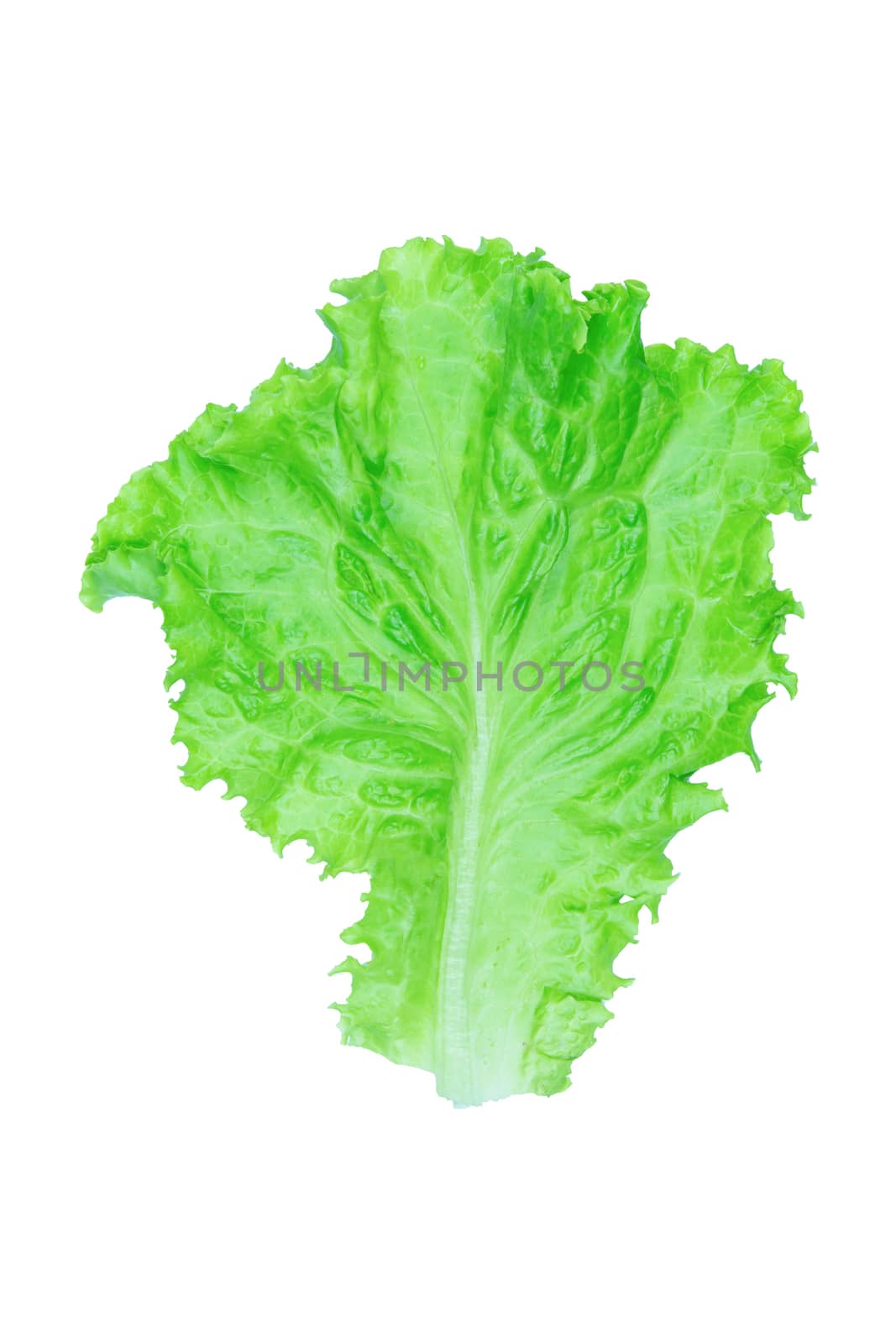 Salad leaf. Lettuce isolated on white background with clipping path