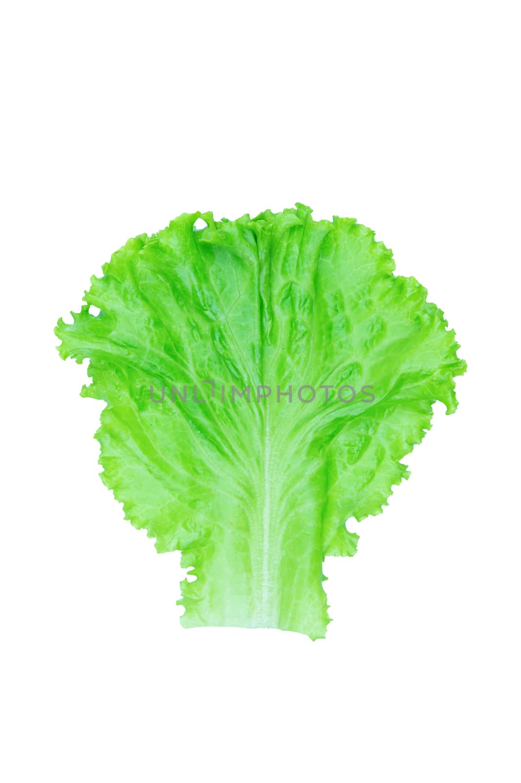 Salad leaf. Lettuce isolated on white background with clipping p by sunnygb5