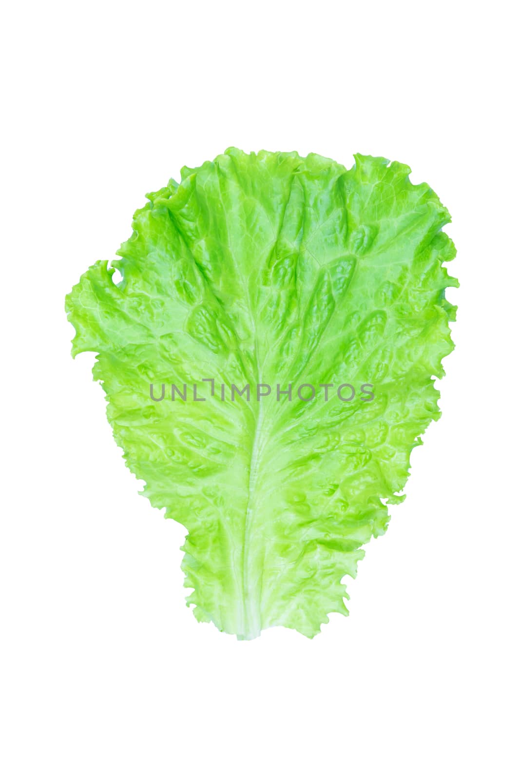 Salad leaf. Lettuce isolated on white background with clipping path