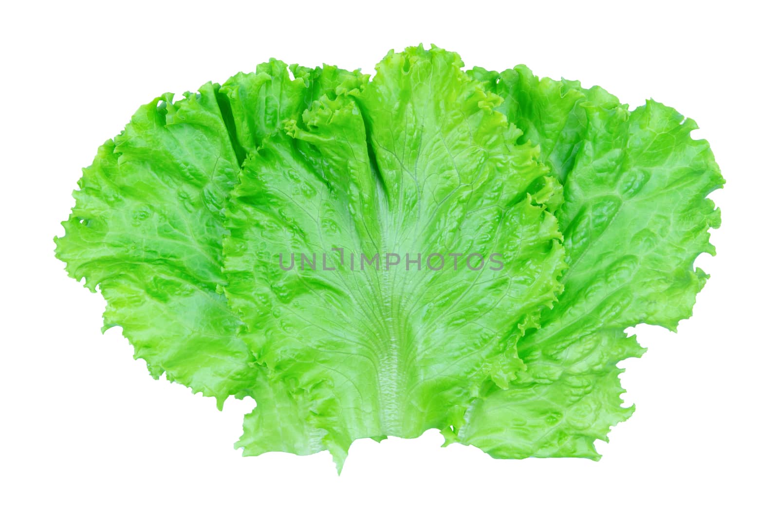 Salad leaf. Lettuce isolated on white background with clipping path