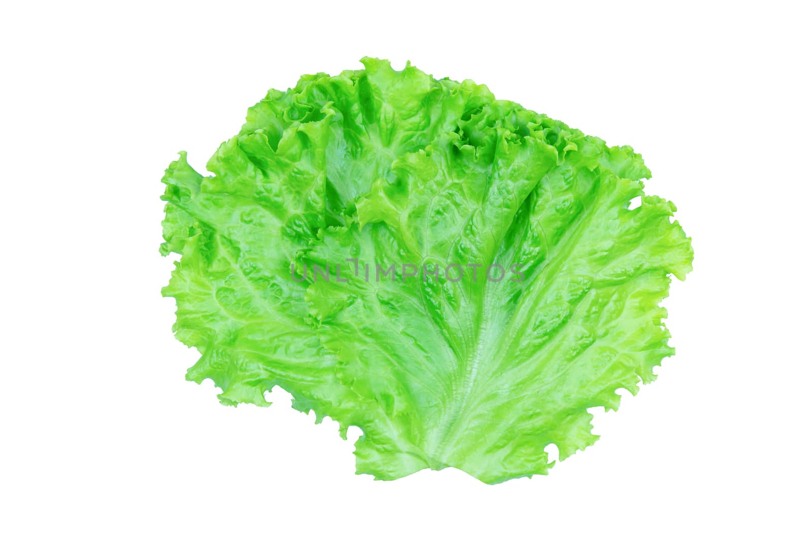 Salad leaf. Lettuce isolated on white background with clipping p by sunnygb5