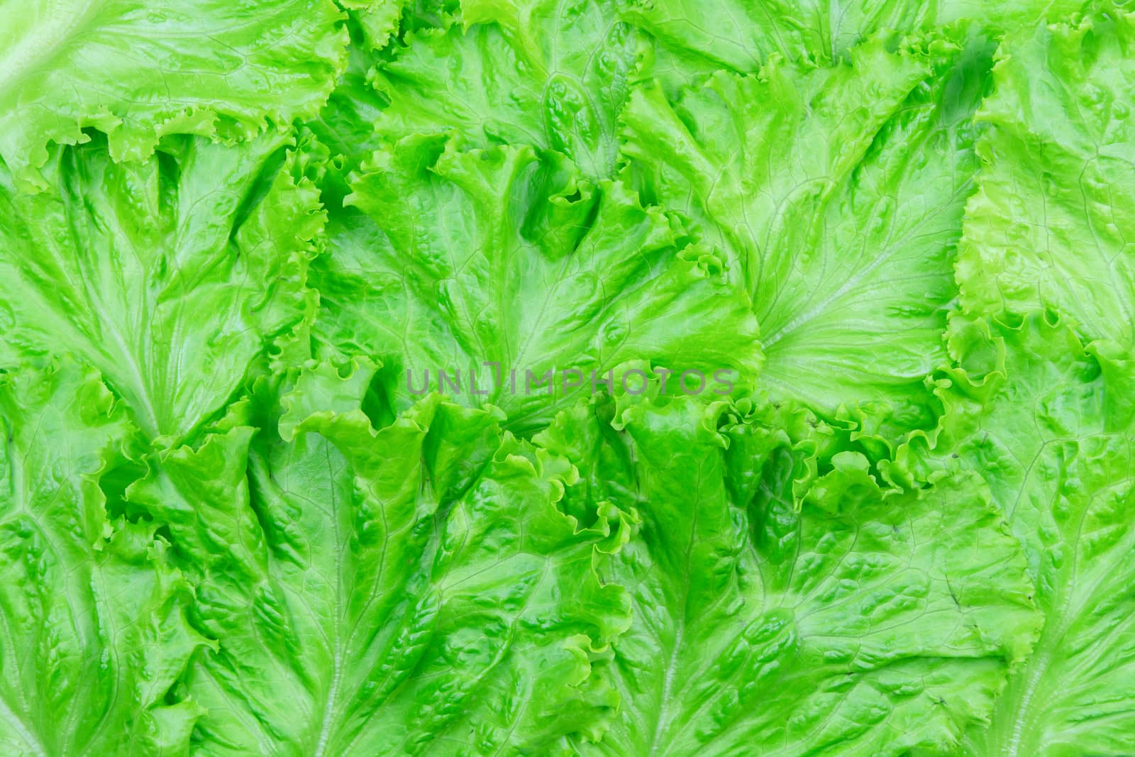 Salad leaf. Lettuce isolated on white background with clipping path