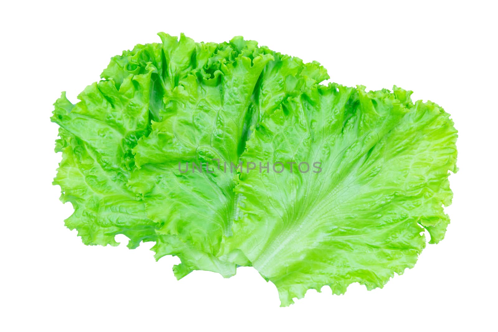 Salad leaf. Lettuce isolated on white background with clipping path