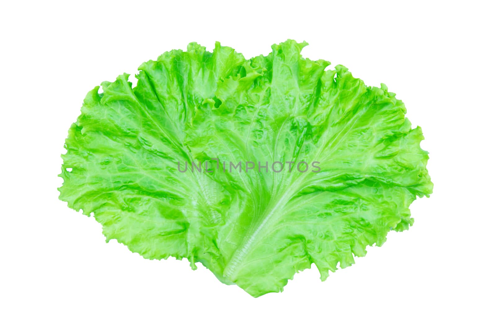 Salad leaf. Lettuce isolated on white background with clipping path