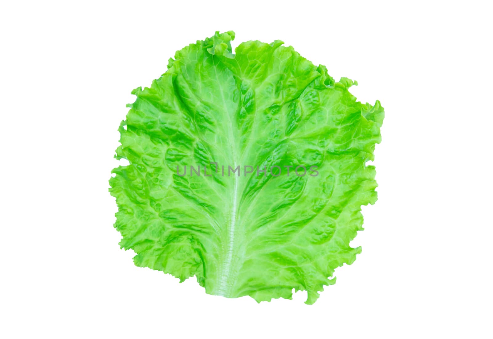 Salad leaf. Lettuce isolated on white background with clipping p by sunnygb5