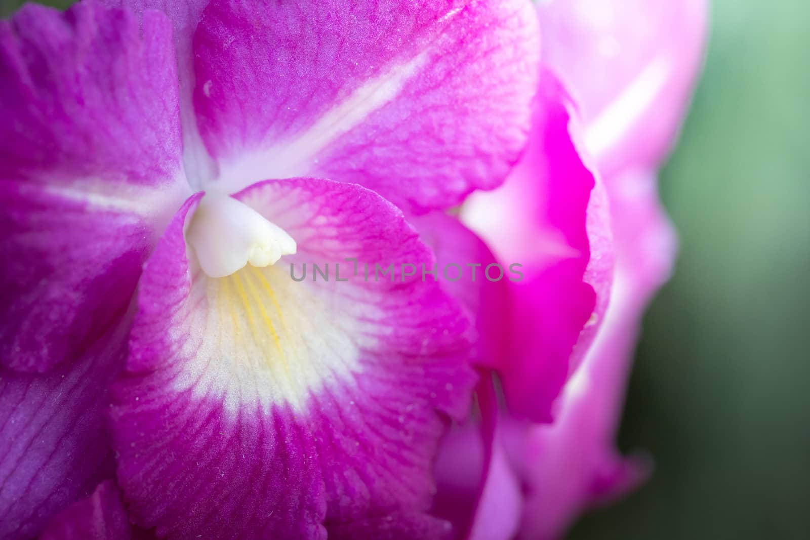 Beautiful blooming orchids in forest, On the bright sunshine