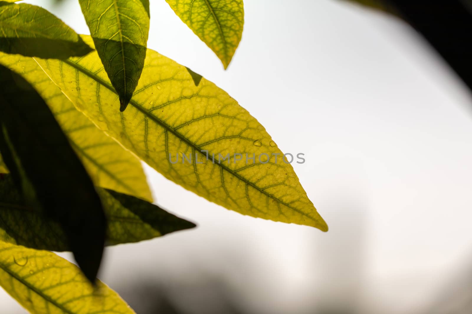 Close Up green leaf under sunlight in the garden. Natural background with copy space.