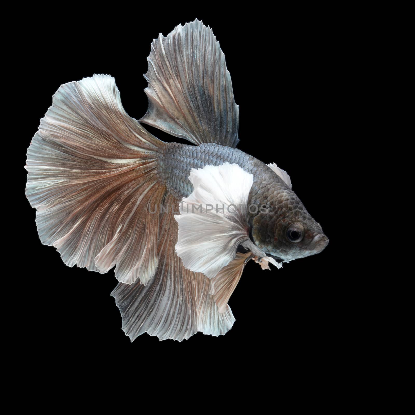Aggressive male halfmoon betta on black background. Siamese fighting fish is the freshwater fish with beautiful fins and color.