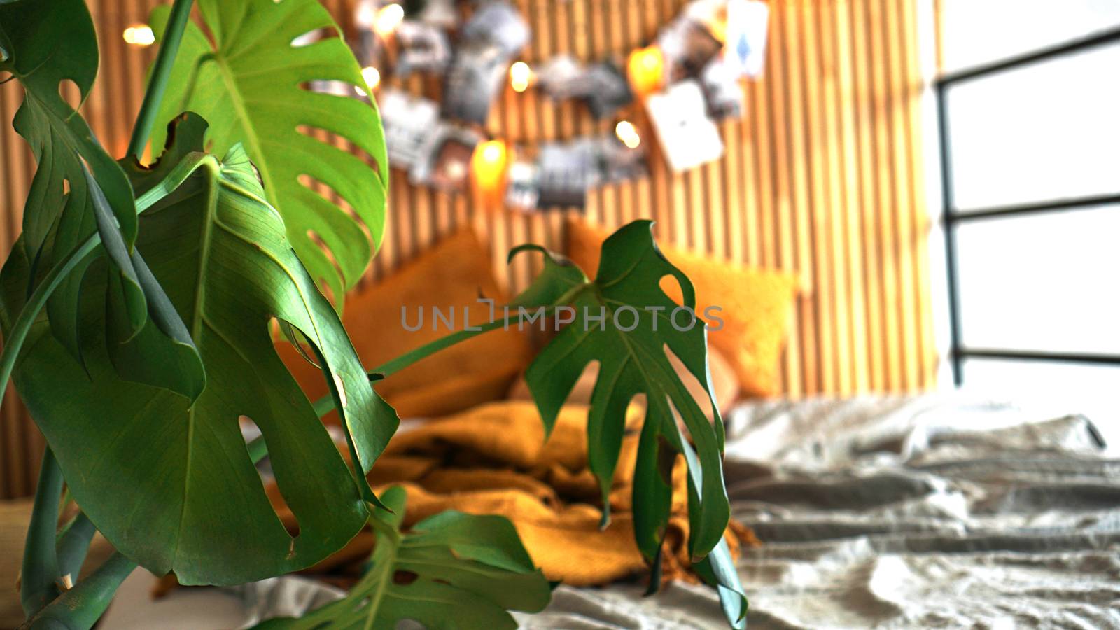 Cozy room. Home plant in focus. Blurred background - wooden wall with lights and photos above the bed.