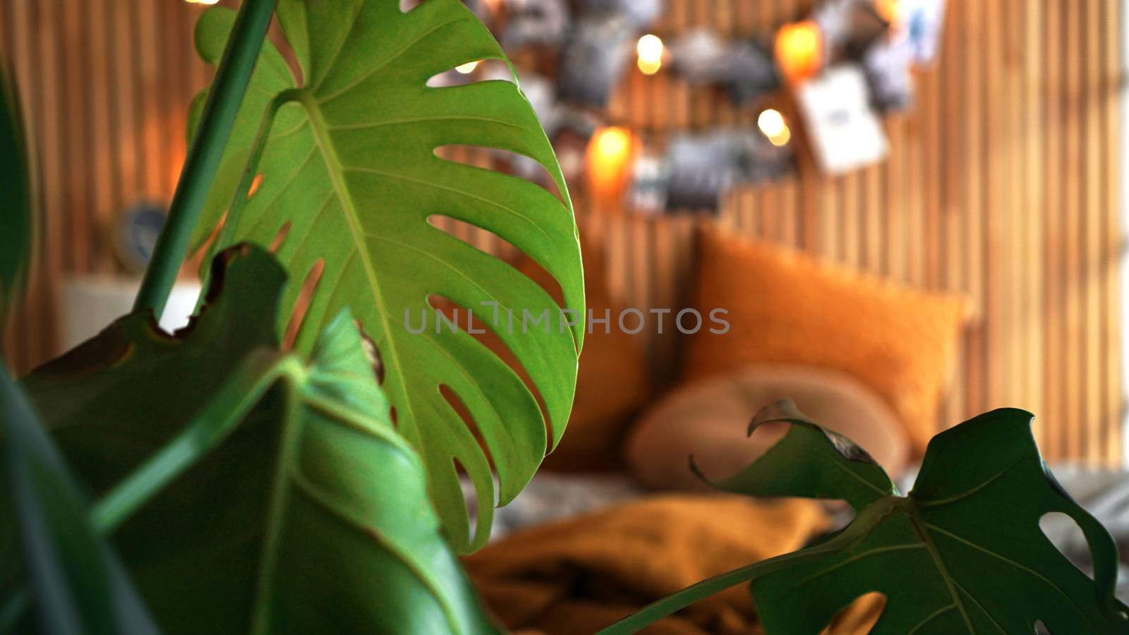 Cozy room. Home plant in focus. Blurred background - wooden wall with lights and photos above the bed.