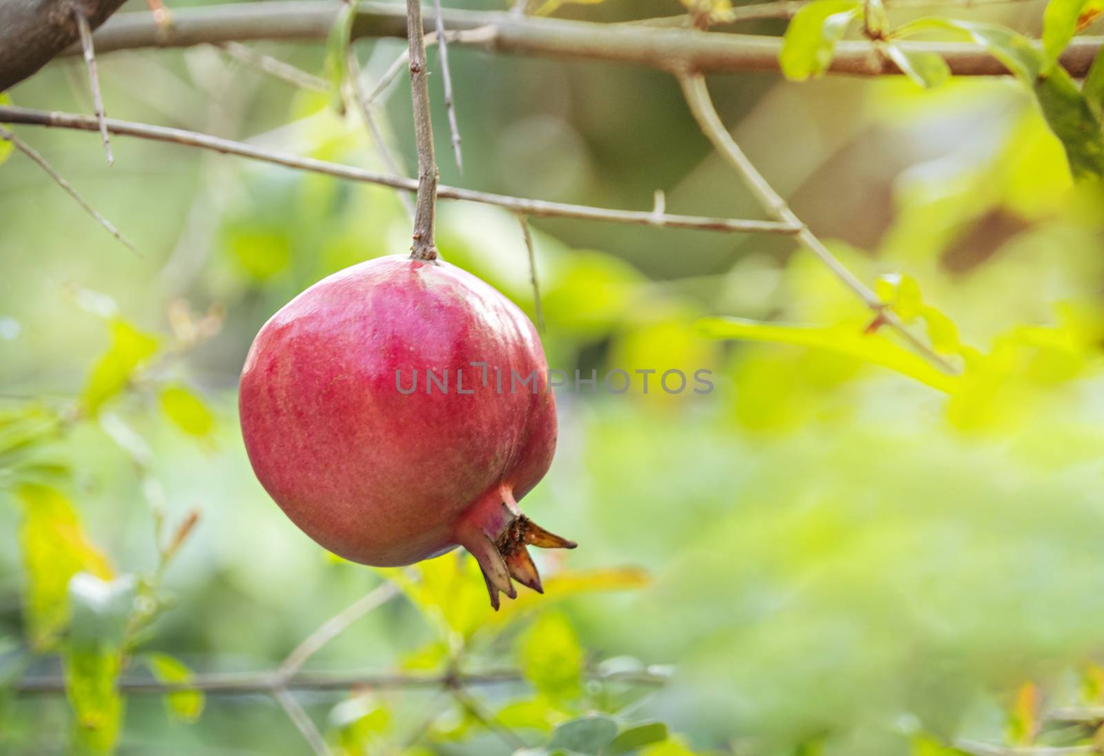Pomegranate Fruit on Tree Branch by rakratchada