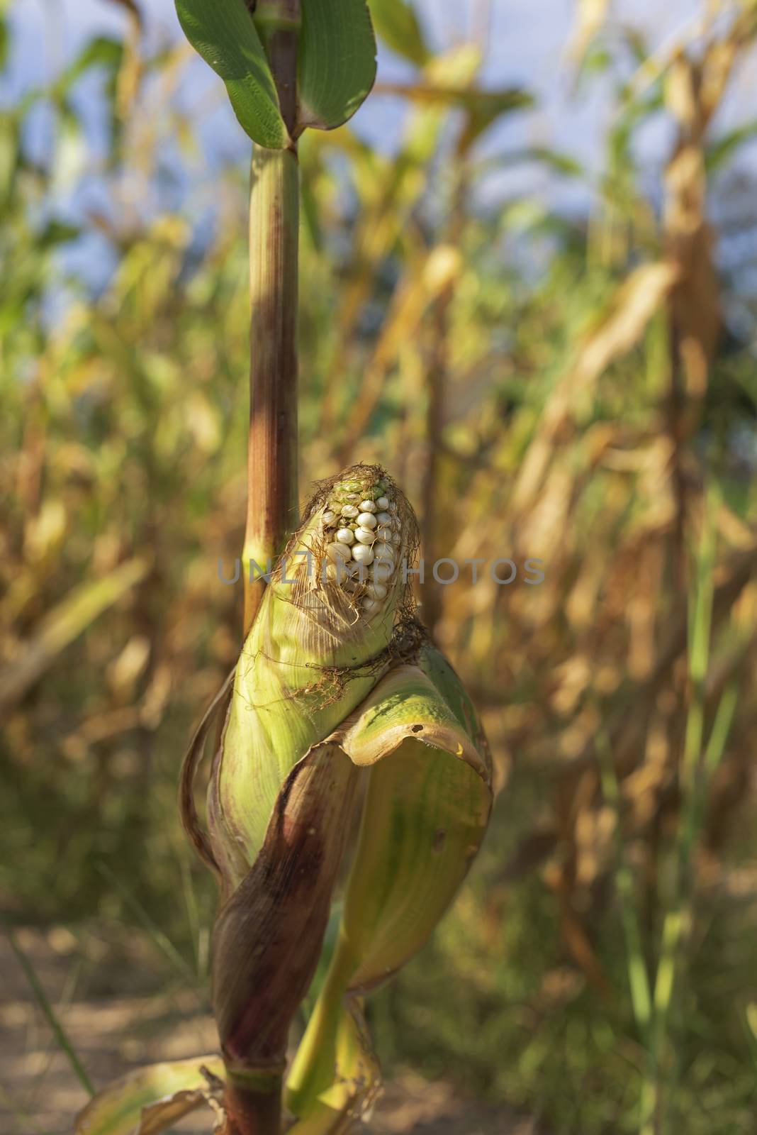 Close-up corn on the stalk in the corn field before harvest