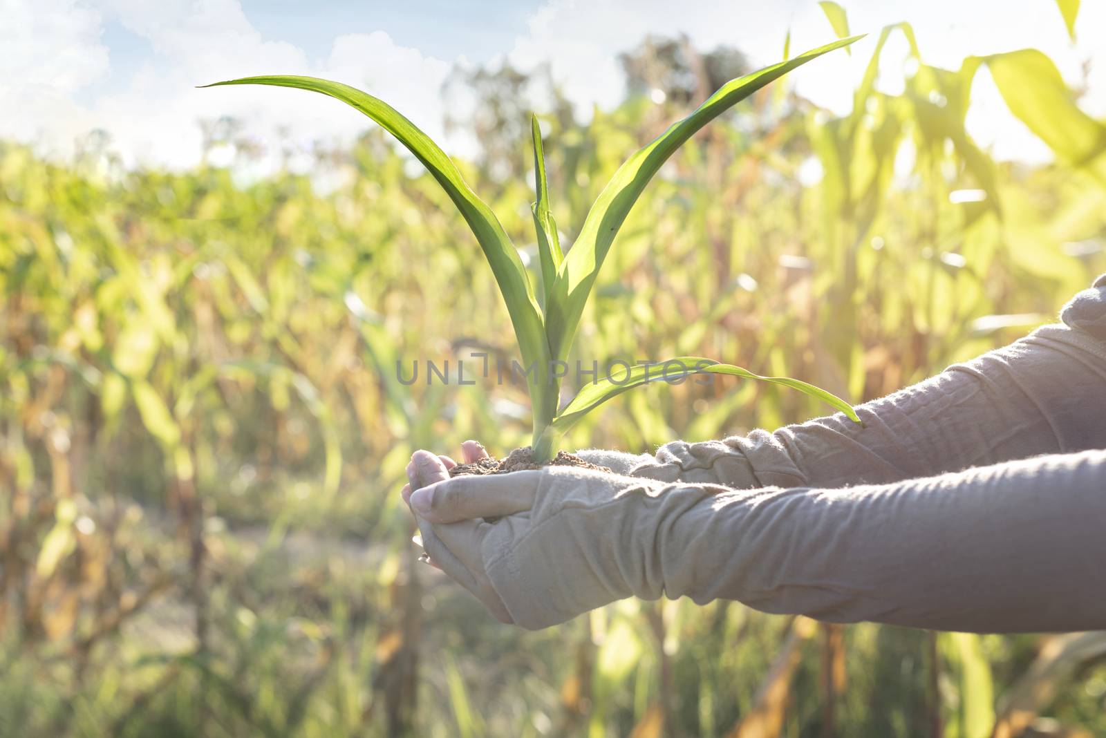 hands holding young corn for planting in garden by rakratchada