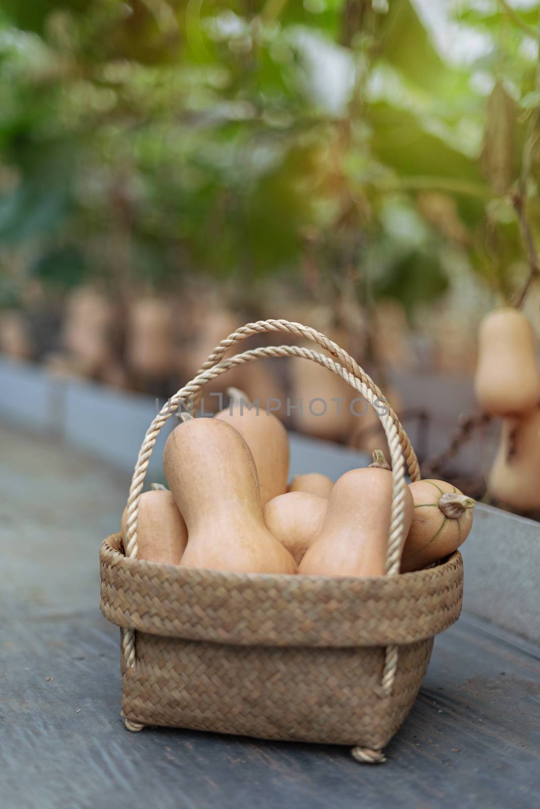 butternut squash in bamboo basket, harvesting fresh vegetables