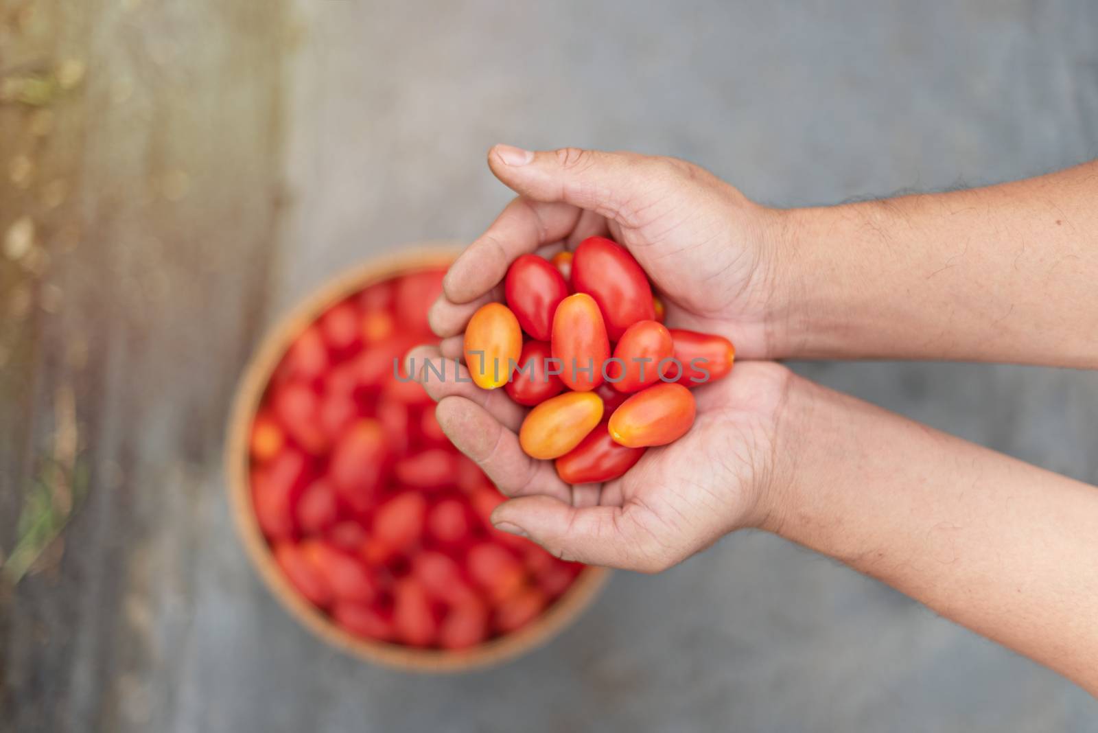 hands holding fresh ripe red tomatoes in garden