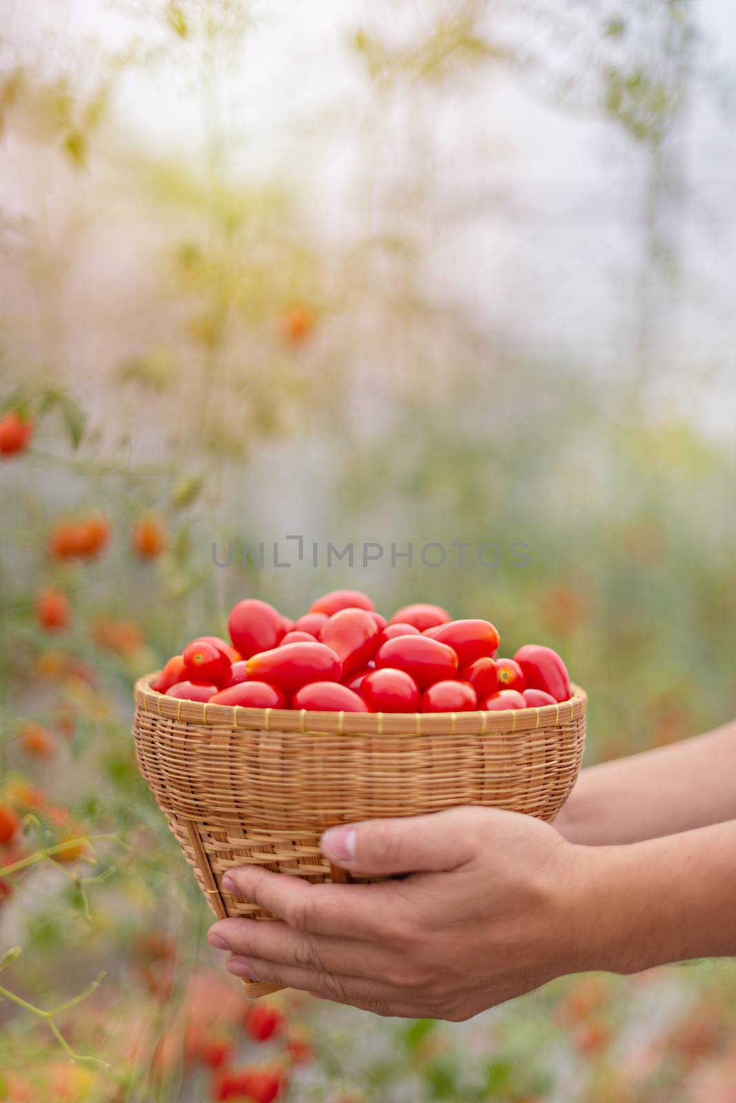 hands holding wooden basket with red tomatoes in garden