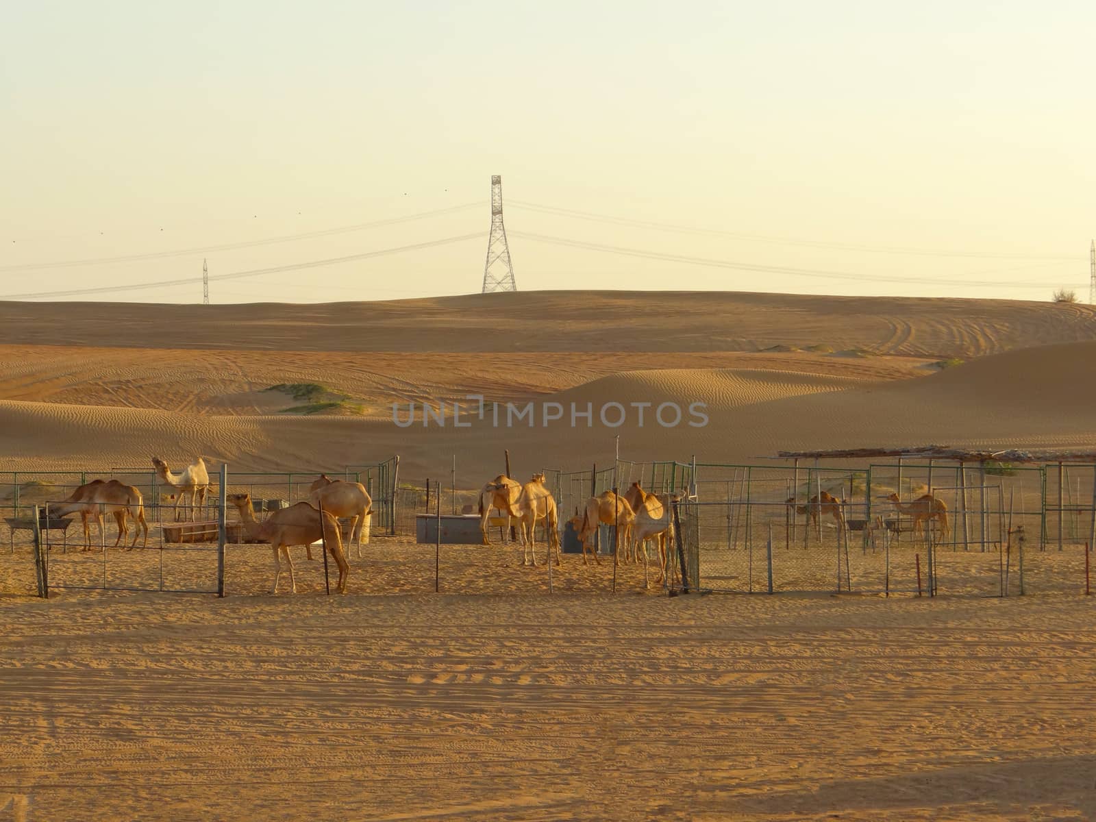 the camels in the desert