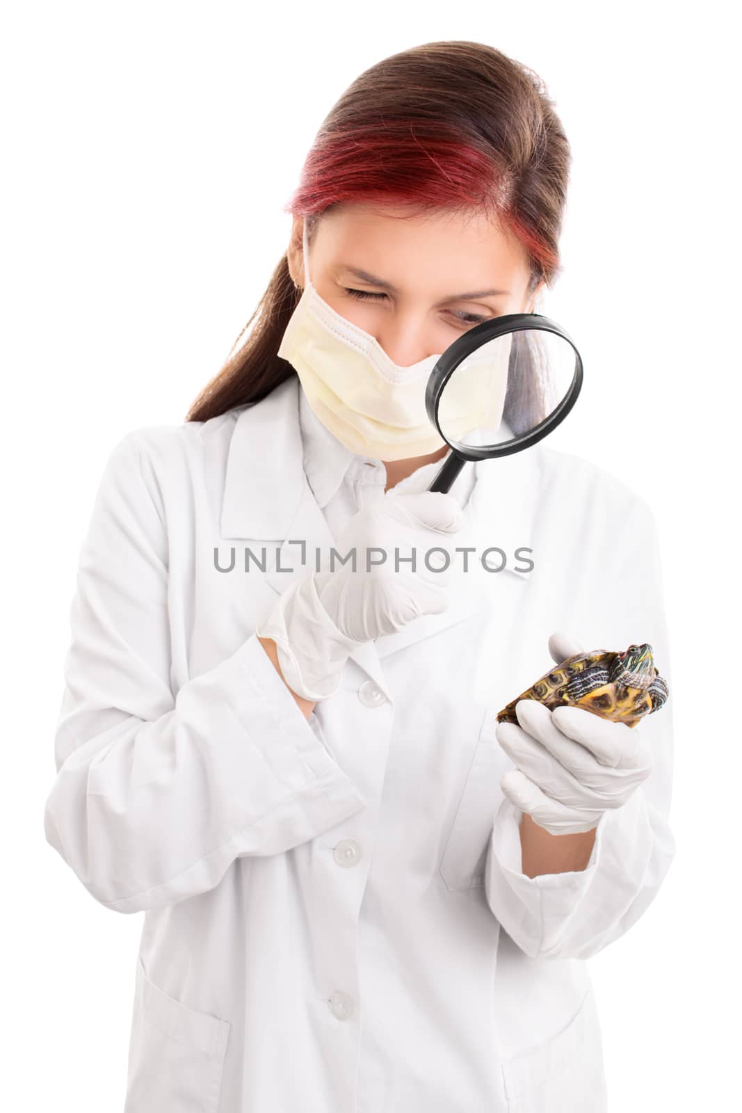 Young veterinarian examining a turtle with magnifying glass by Mendelex